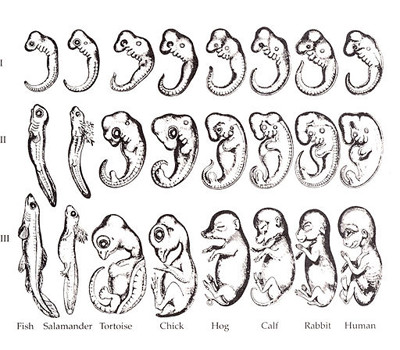Haeckel Embryo Drawings - 400